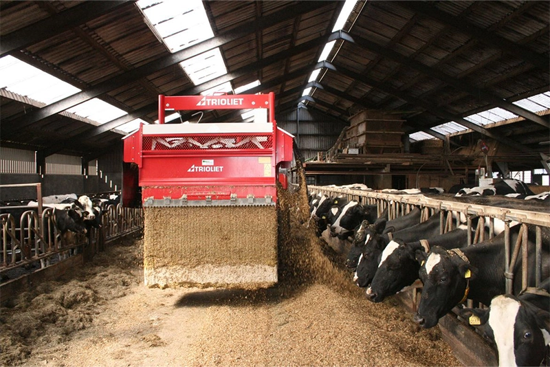 Trioliet turbo feeder, spreading silage in dairy barn with cows.