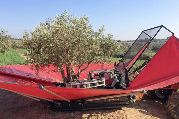 Arcusin tree shaker system deployed under an olive tree with red collection tarp extended.