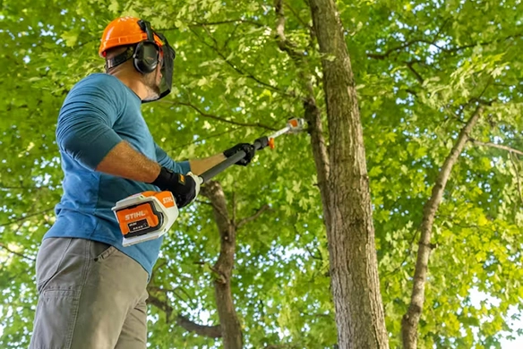 Man using a STIHL battery-powered pole pruner to trim high tree limbs.