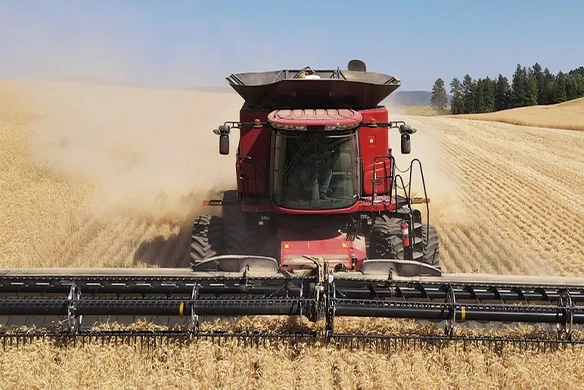 Front view of a combine harvesting wheat with a wide MacDon header in the field.