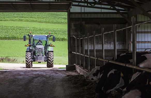 Fendt 500 Vario tractor pulling into a dairy barn with cows.